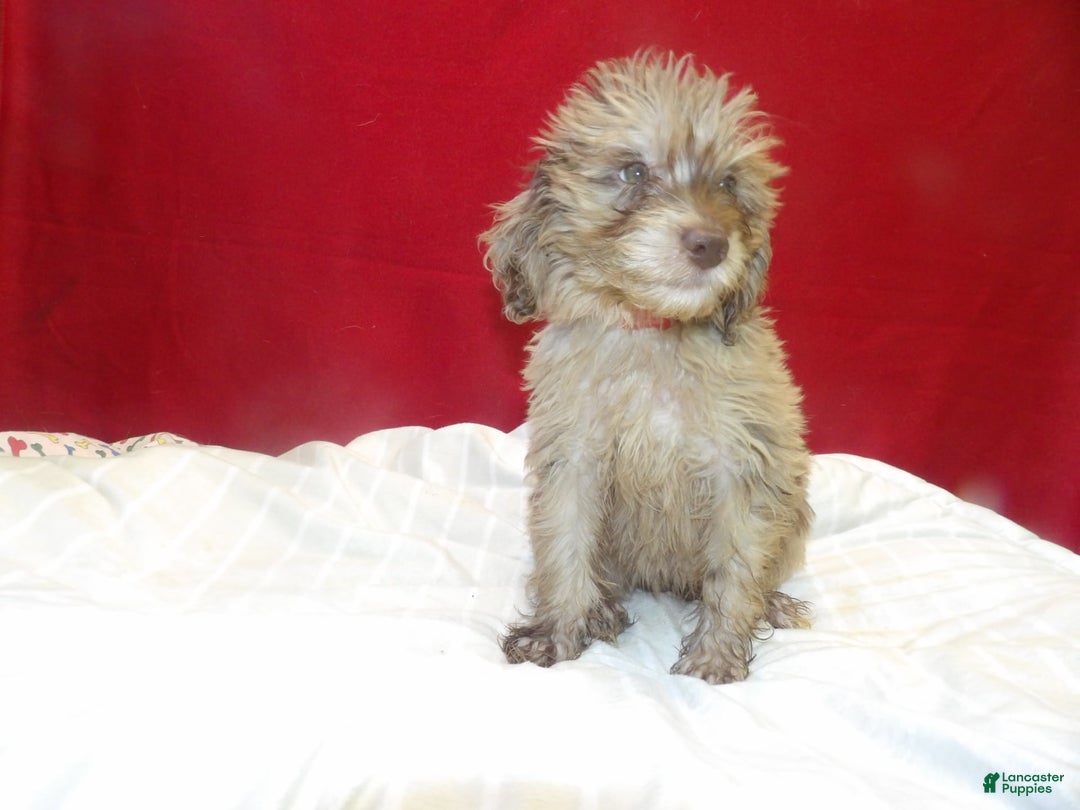 Aussiedoodle dogs for sale: COLOR - Image 3