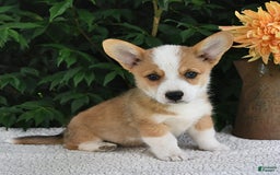 Welsh Corgi Pembroke dogs for sale: Nugget - Image 9