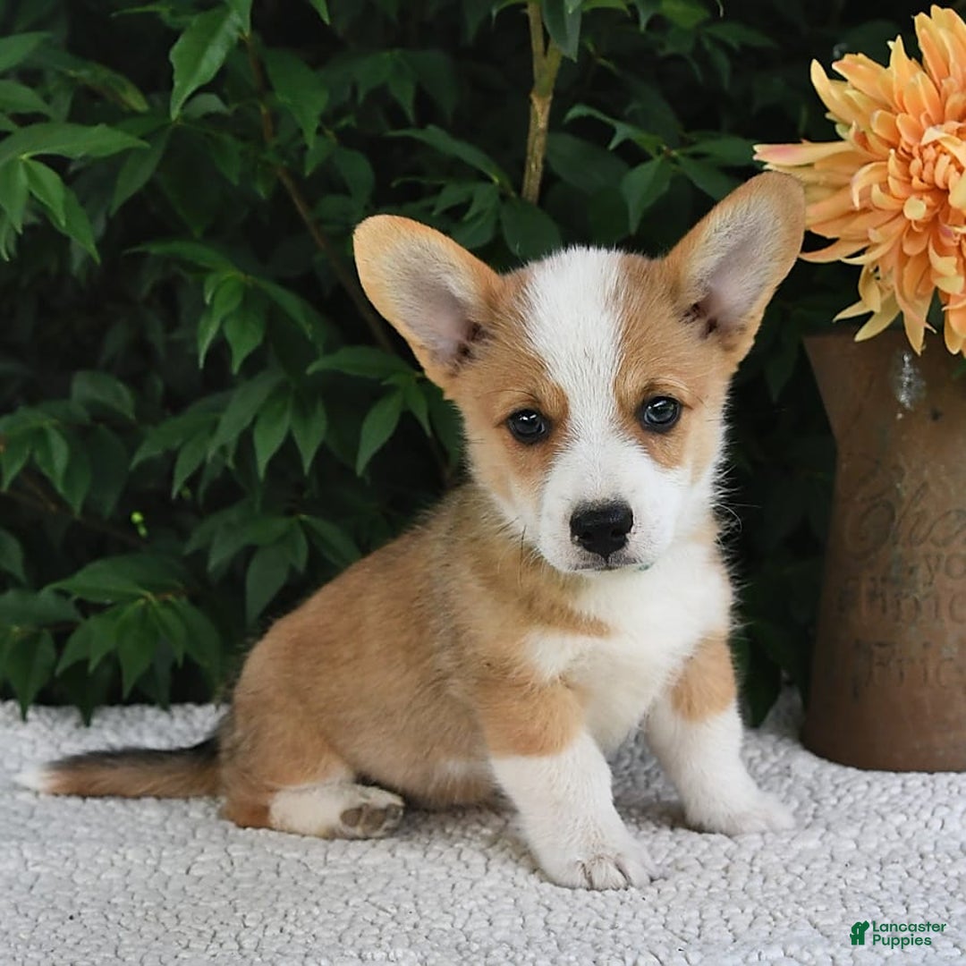 Welsh Corgi Pembroke dogs for sale: Nugget - Image 9