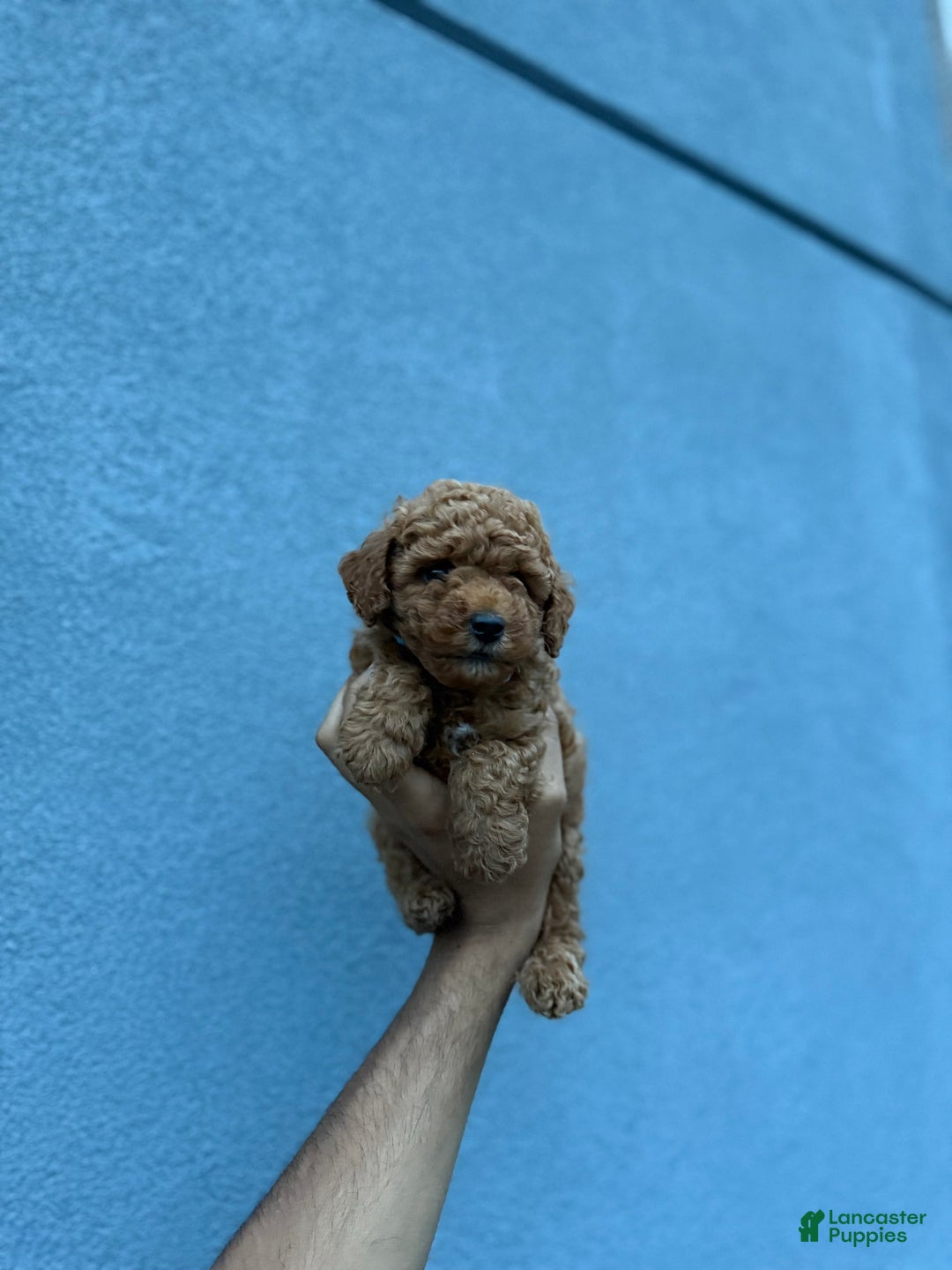 Toy Poodle dogs for sale: Zion - Image 2
