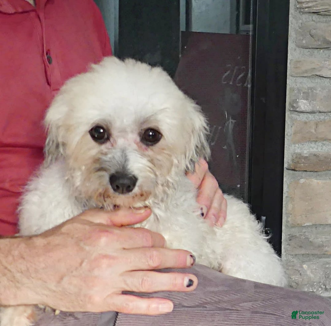 Havanese dogs for sale: OWEN - Image 8