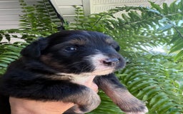 Miniature Australian Shepherd dogs for sale: Daisy - Image 9