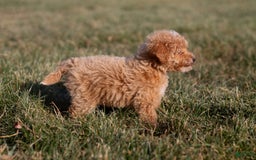 Miniature Poodle dogs for sale: Precious - Image 12