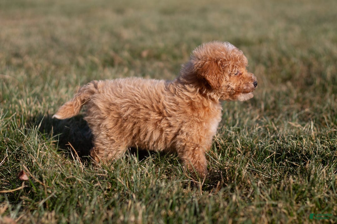 Miniature Poodle dogs for sale: Precious - Image 12
