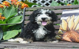 Mini Bernedoodle dogs for sale: Roscoe - Image 7