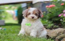Mini Aussiedoodle dogs for sale: Blaze - Image 1