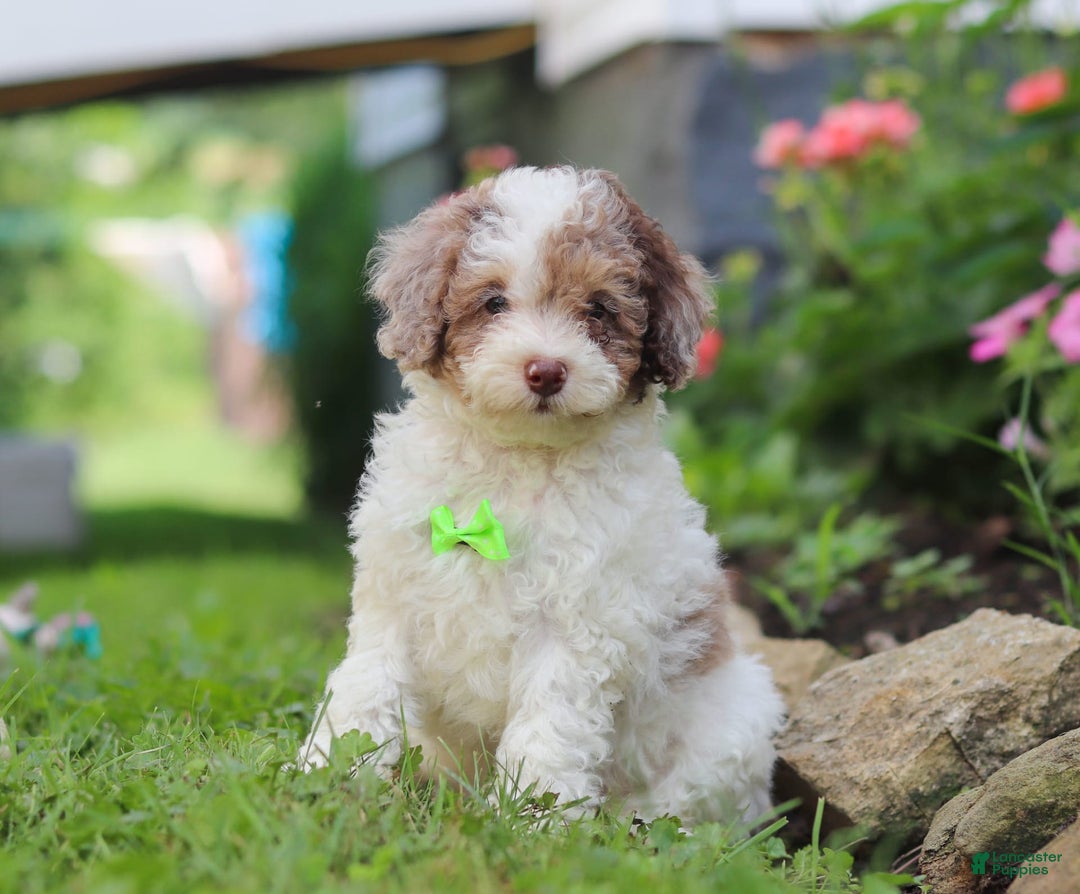 Mini Aussiedoodle dogs for sale: Blaze - Image 1