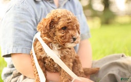Toy Poodle dogs for sale: Reese - Image 1