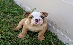Olde English Bulldogge dogs for sale: Harper - Image 10