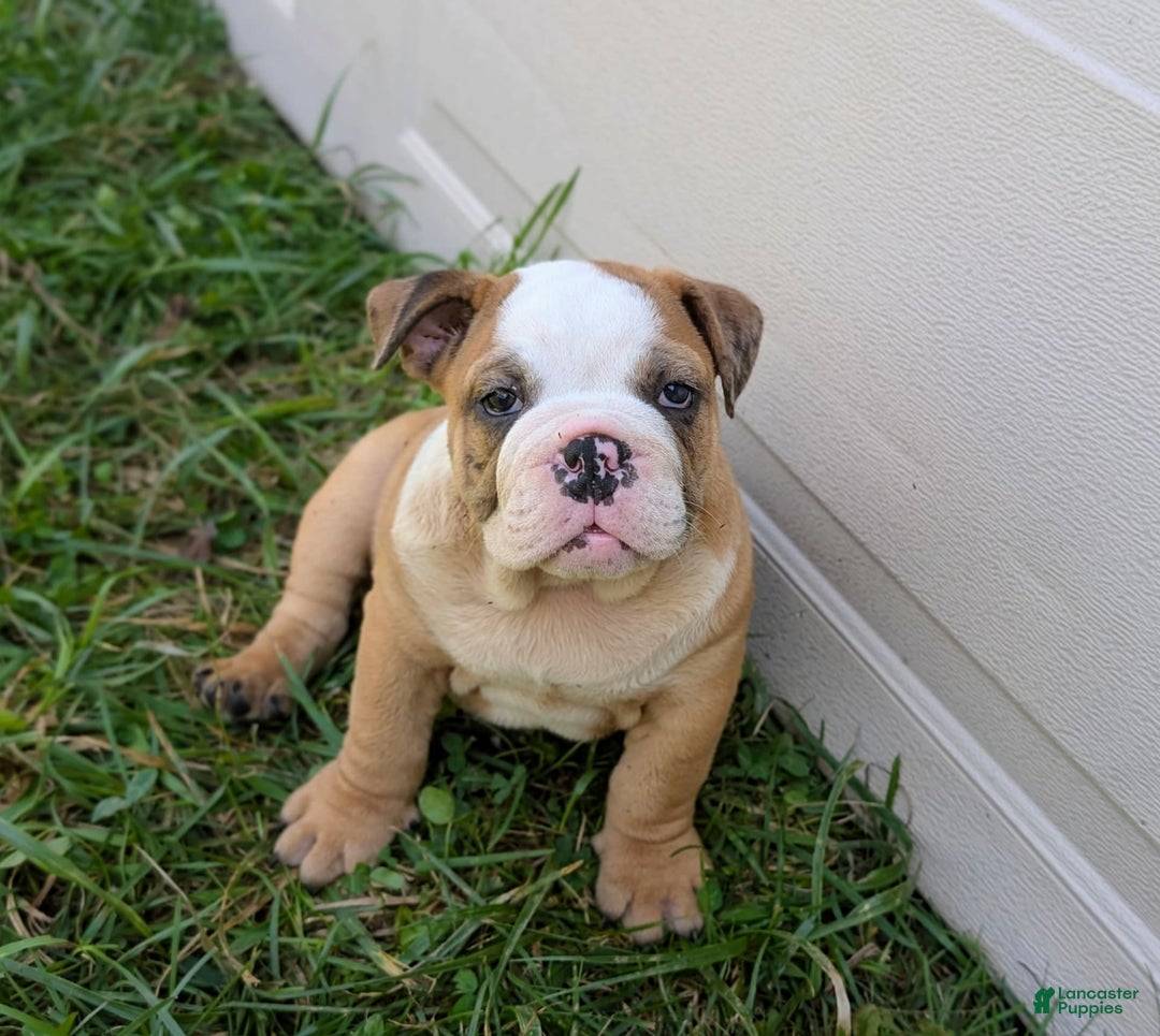 Olde English Bulldogge dogs for sale: Harper - Image 10