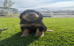 Bernedoodle dogs for sale: 10 - Image 3
