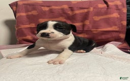 American Bully dogs for sale: Berlin - Image 1