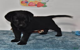 Labrador Retriever dogs for sale: Jesse - Image 7