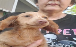 Miniature Dachshund dogs for sale: Pierce - Image 1