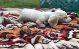 Miniature Dachshund dogs for sale: Marshmallow - Image 1