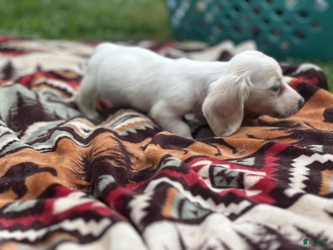 Miniature Dachshund dogs for sale: Marshmallow - Image 1