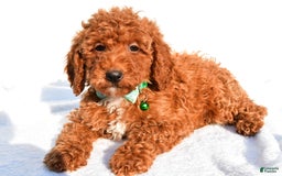 Miniature Poodle dogs for sale: Ozzy - Image 4
