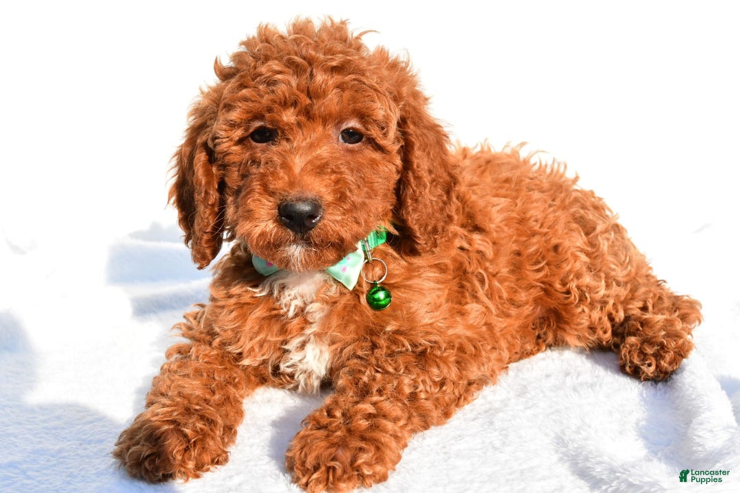 Miniature Poodle dogs for sale: Ozzy - Image 4