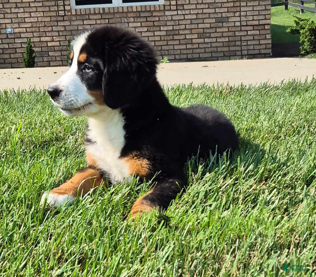 Bernese Mountain Dog dogs for sale: Ivy - Image 14