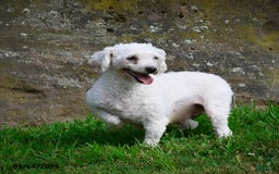 Bichpoo dogs for sale: Jenny - Image 9