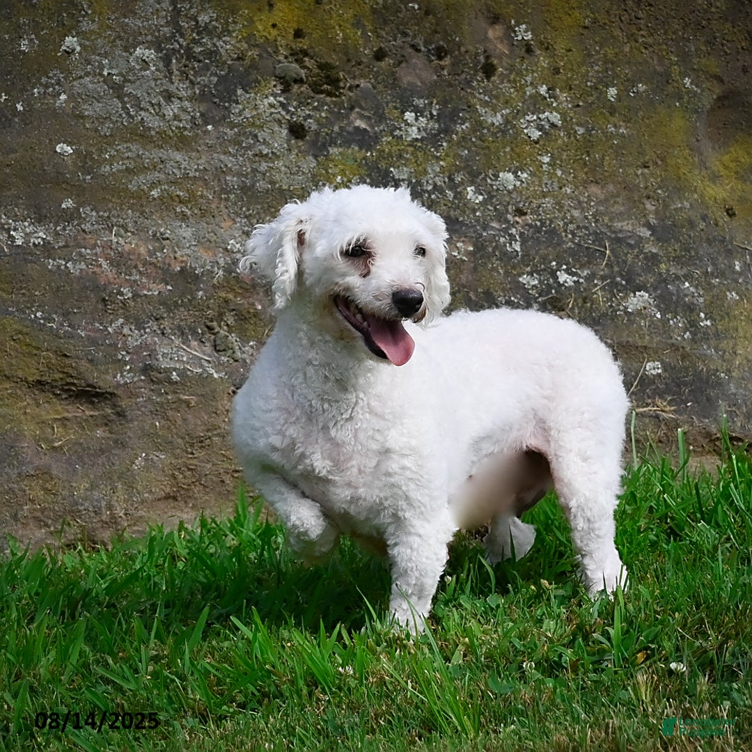 Bichpoo dogs for sale: Jenny - Image 9