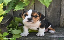Beabull dogs for sale: Beabull 8 puppies - Image 4