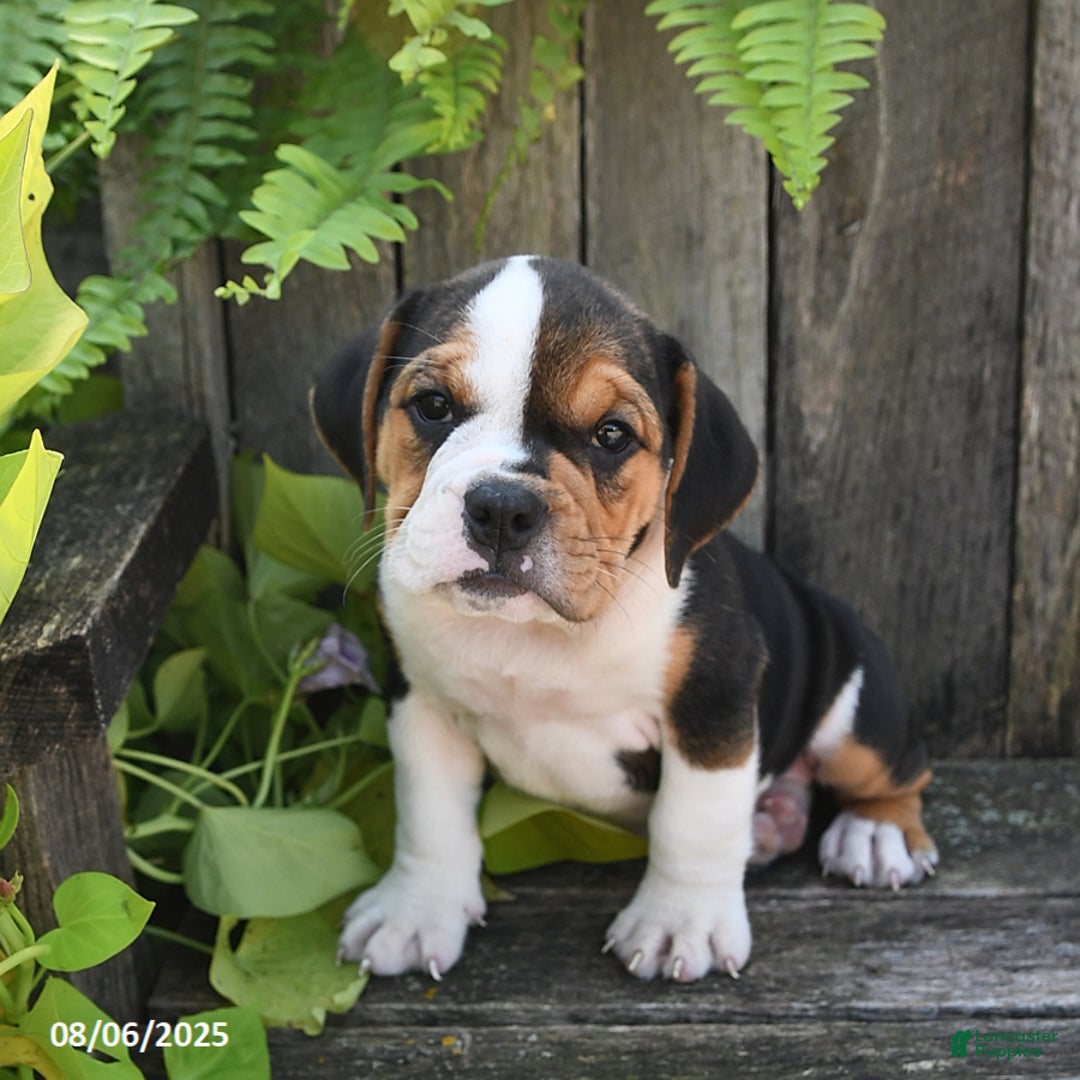 Beabull dogs for sale: Beabull 8 puppies - Image 4