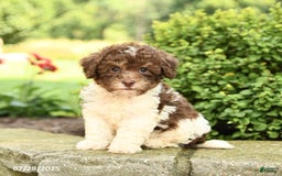 Havapoo dogs for sale: Leo - Image 3