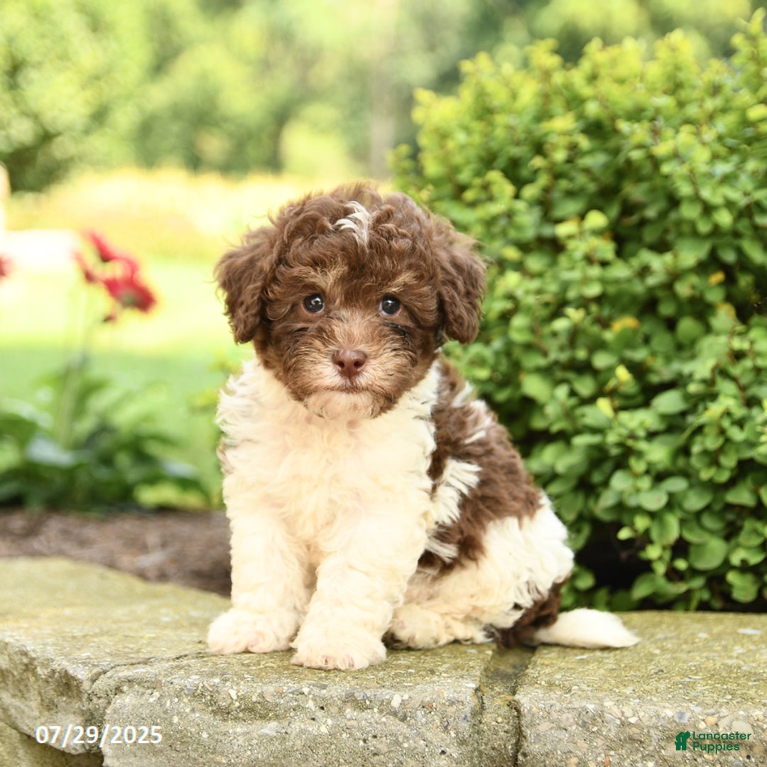 Havapoo dogs for sale: Leo - Image 3