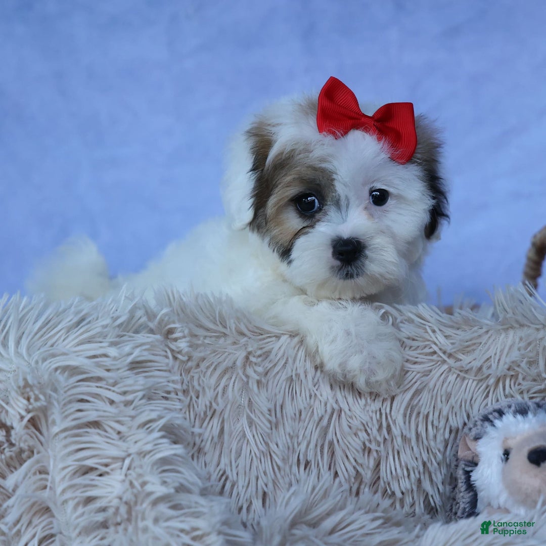 Shihpoo dogs for sale: Sage - Image 21