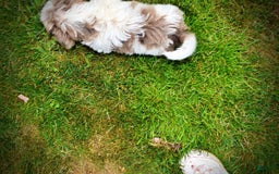 Havapoo dogs for sale: Daisy - Image 11