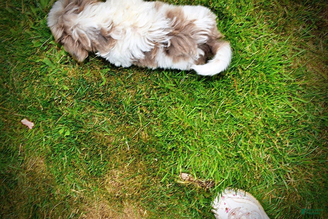 Havapoo dogs for sale: Daisy - Image 11