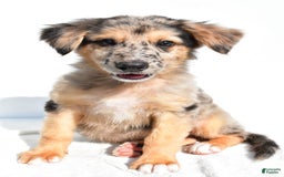 German Shepherd dogs for sale: German Shepherd 3 puppies - Image 13