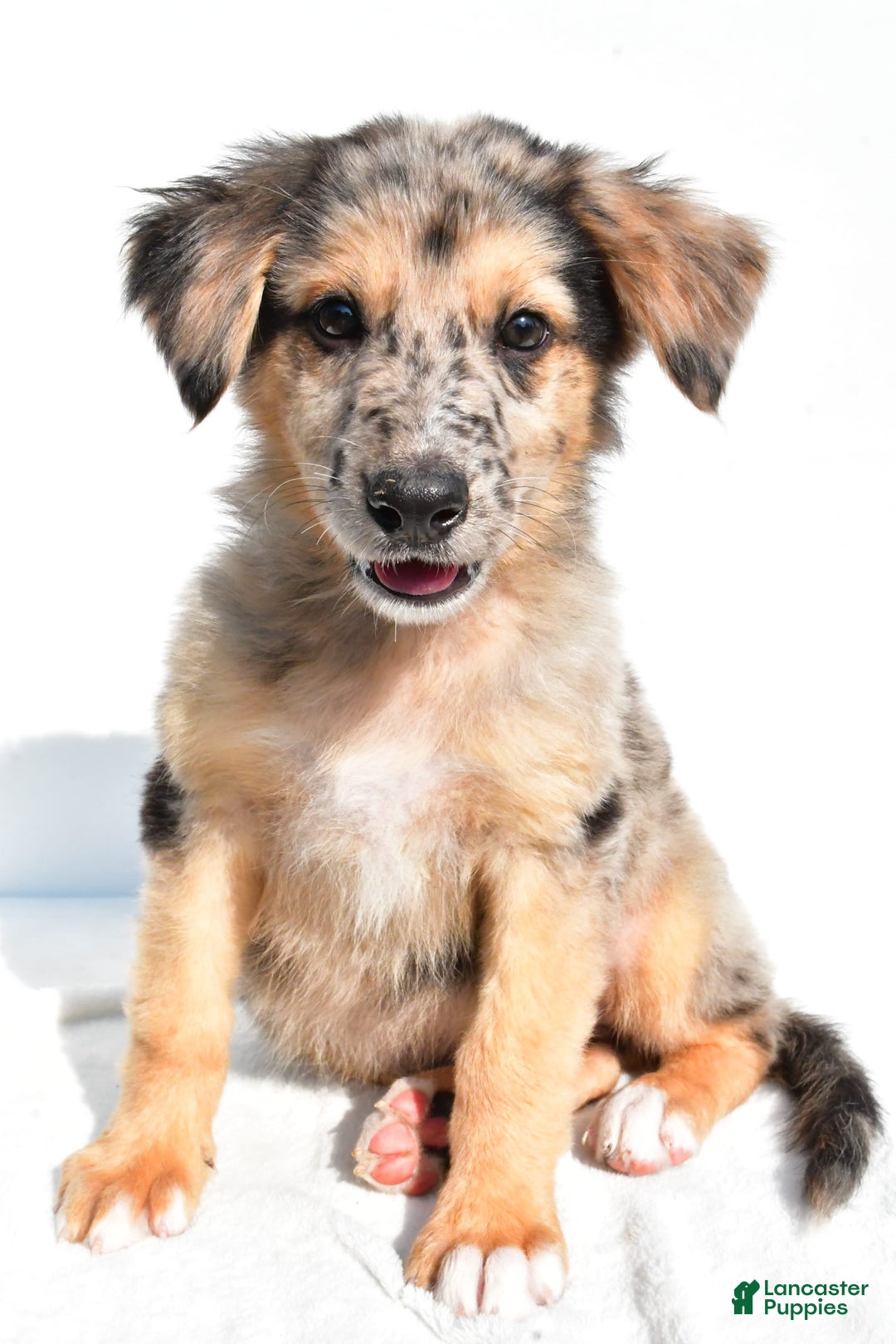 German Shepherd dogs for sale: German Shepherd 3 puppies - Image 13