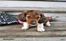 Miniature Dachshund dogs for sale: Carson - Image 1