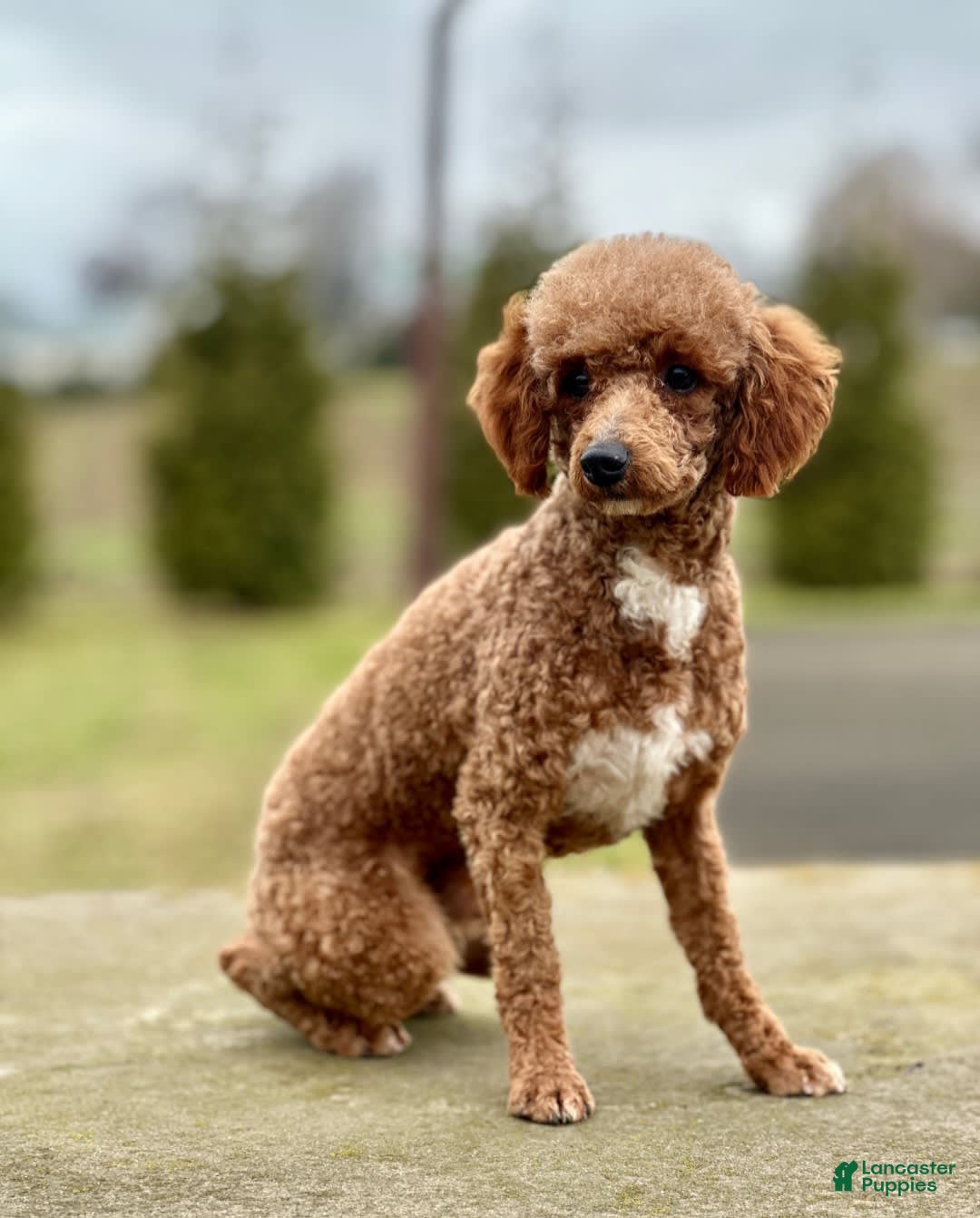 Mini Bernedoodle dogs for sale: Tate - Image 11
