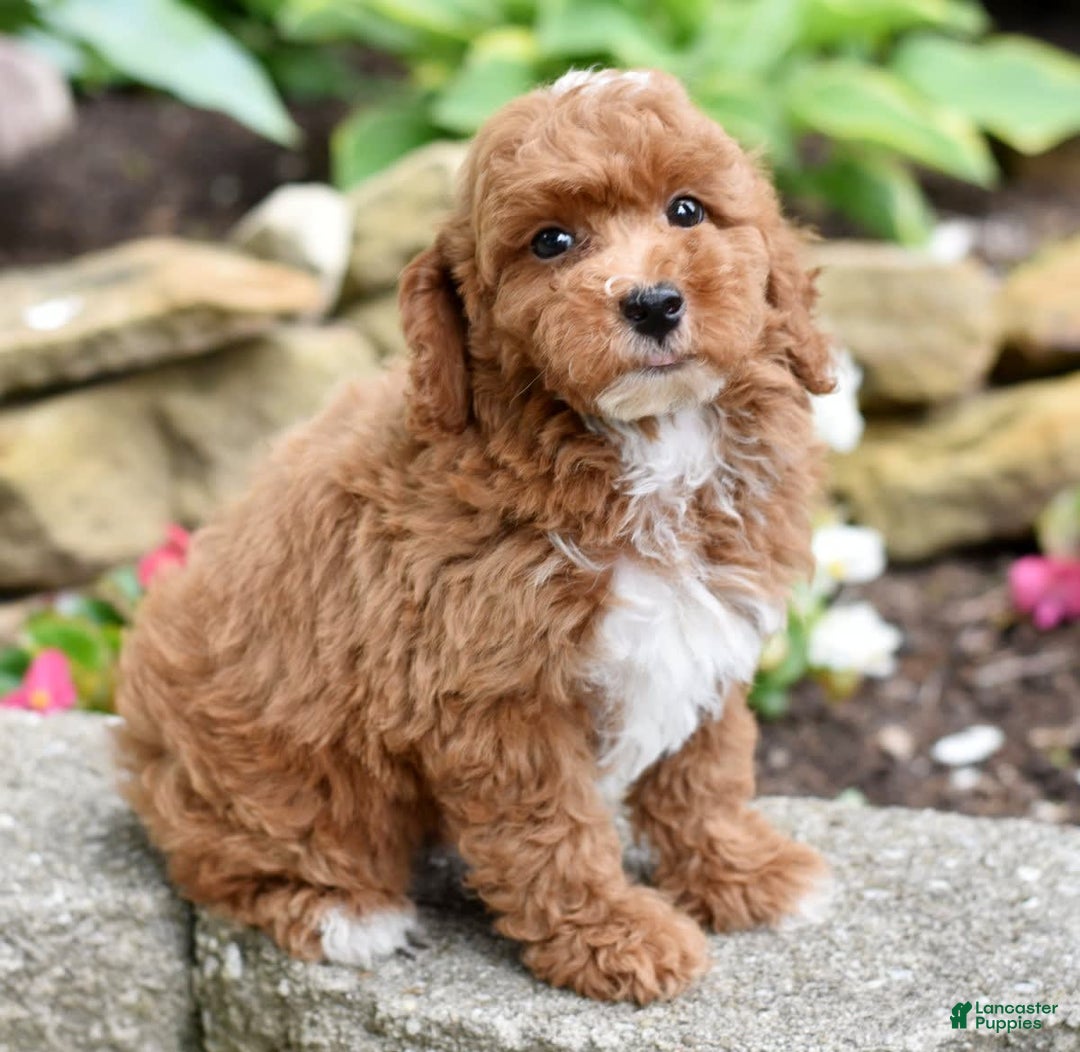Miniature Poodle dogs for sale: Lucky - Image 6