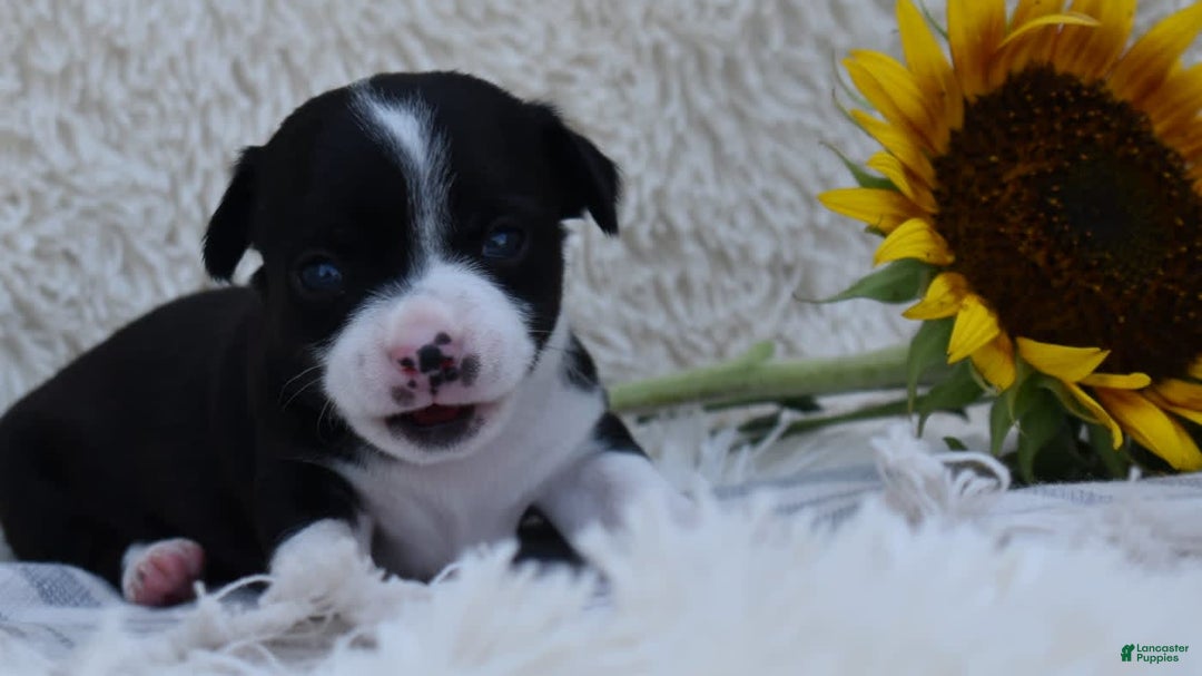 Chihuahua dogs for sale: Nord - Image 9