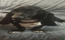 Basset Hound dogs for sale: Sheriff - Image 5