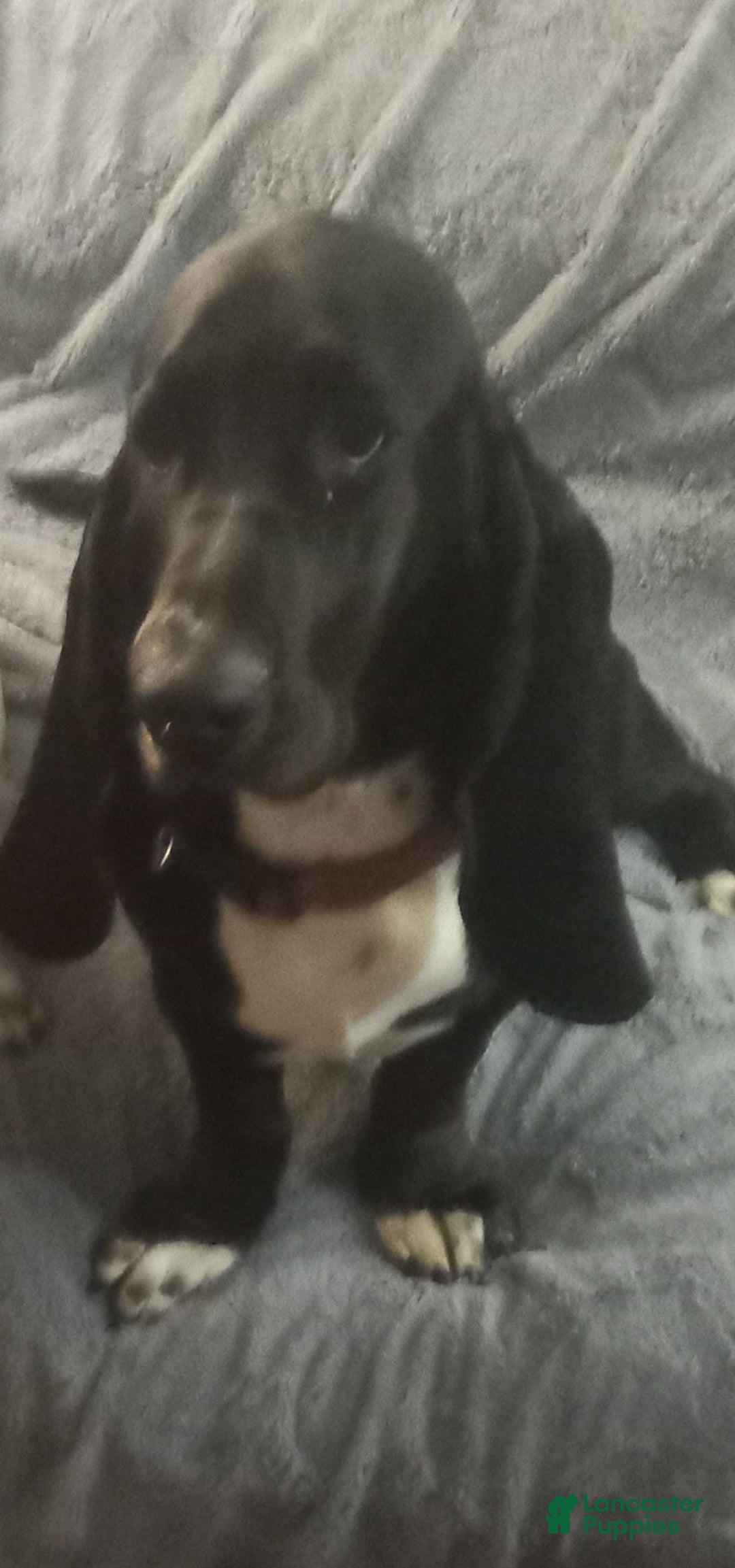 Basset Hound dogs for sale: Sheriff - Image 5