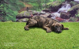 Catahoula Leopard Dog dogs for sale: Jesse 2025 Male 3 - Image 7