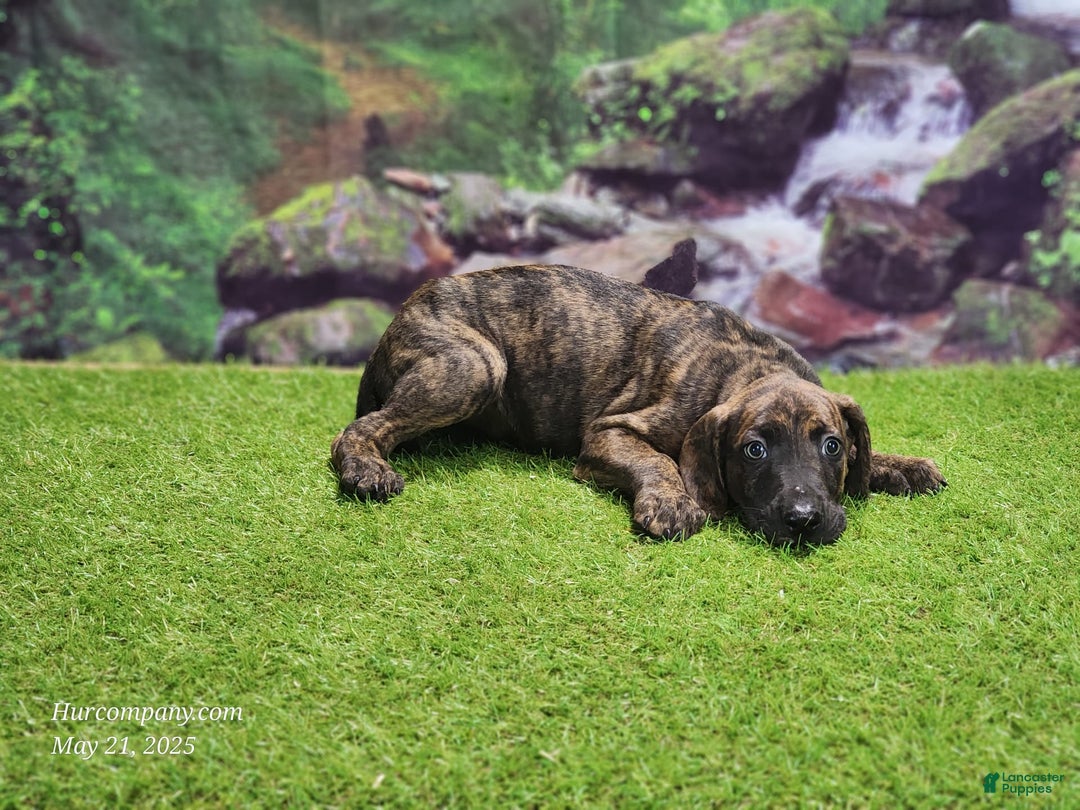 Catahoula Leopard Dog dogs for sale: Jesse 2025 Male 3 - Image 7