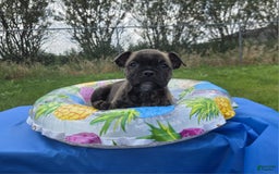 Olde English Bulldogge dogs for sale: Mel - Image 6