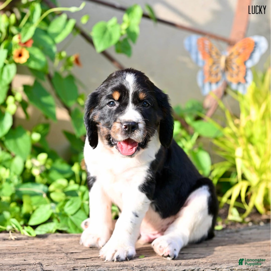 English Springer Spaniel dogs for sale: Lucky - Image 5