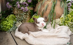 French Bulldog dogs for sale: Diamond - Image 9