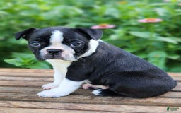 Boston Terrier dogs for sale: Coffee - Image 4