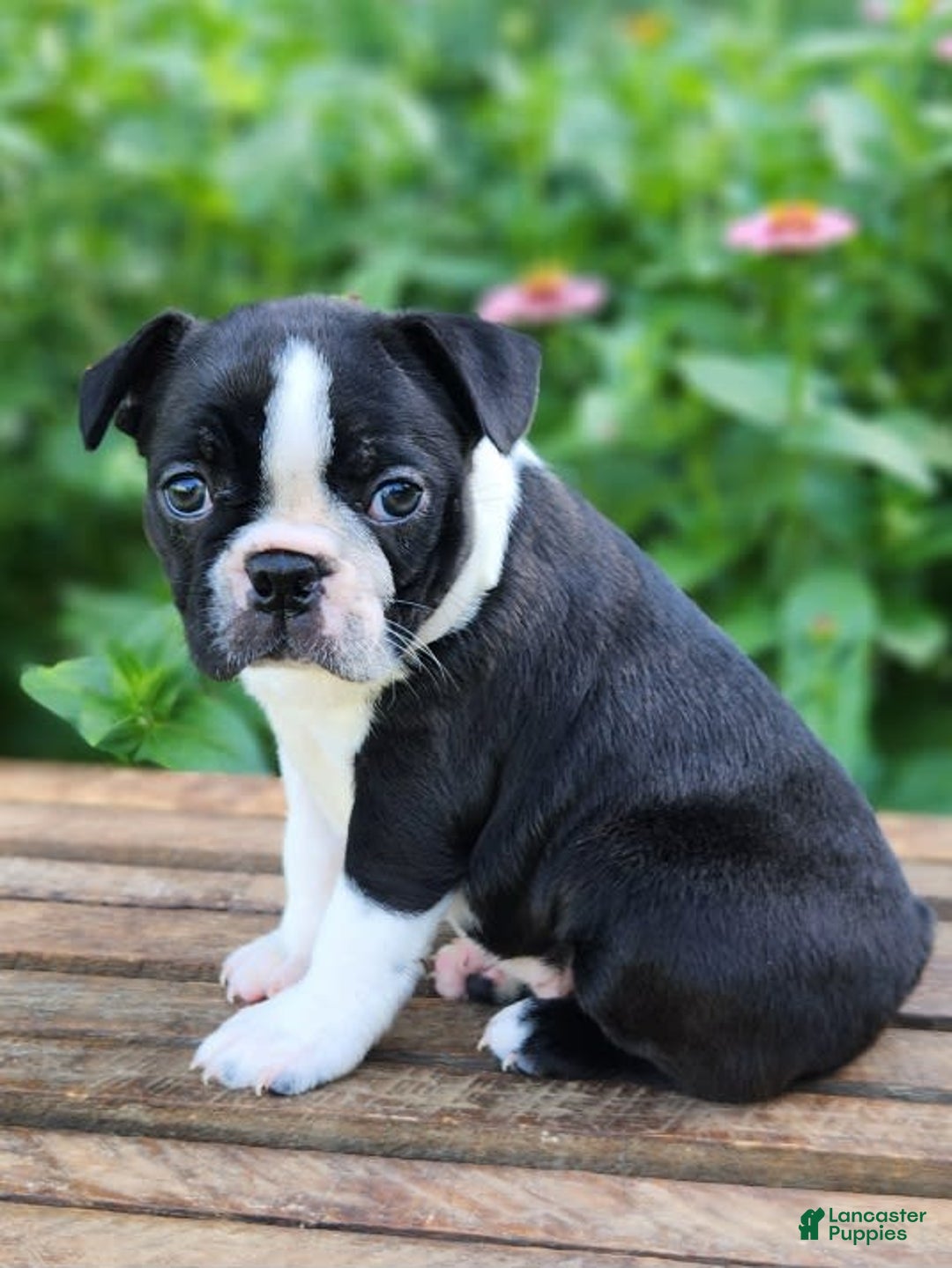 Boston Terrier dogs for sale: Coffee - Image 4
