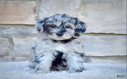 Mini Goldendoodle dogs for sale: Ms. Mia - Image 2