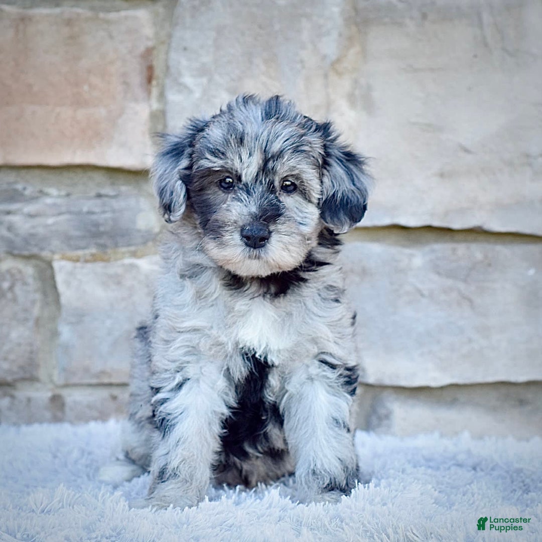 Mini Goldendoodle dogs for sale: Ms. Mia - Image 2