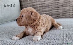Maltipoo dogs for sale: WAGS - Image 2